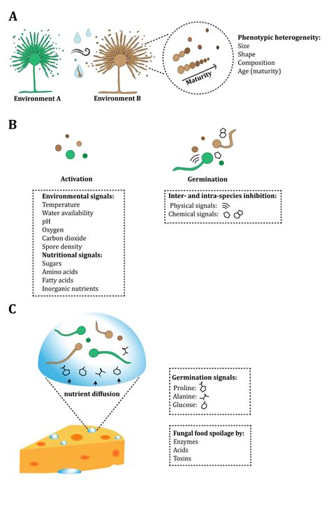 Germination of conidia of Aspergillus. (A) Aspergilli produce conidia ... 
