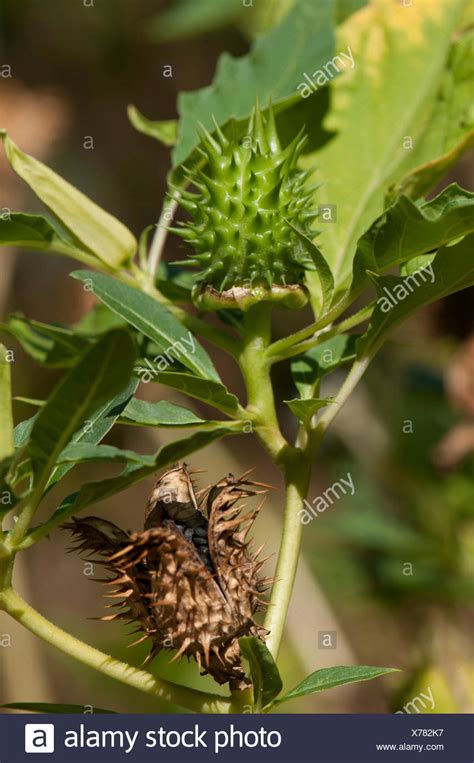 Jimsonweed High Resolution Stock Photography And Images Alamy