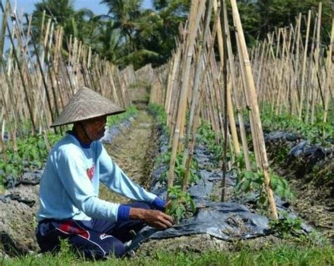 Cara Menanam Kacang Panjang Bagi Pemula Berkebun