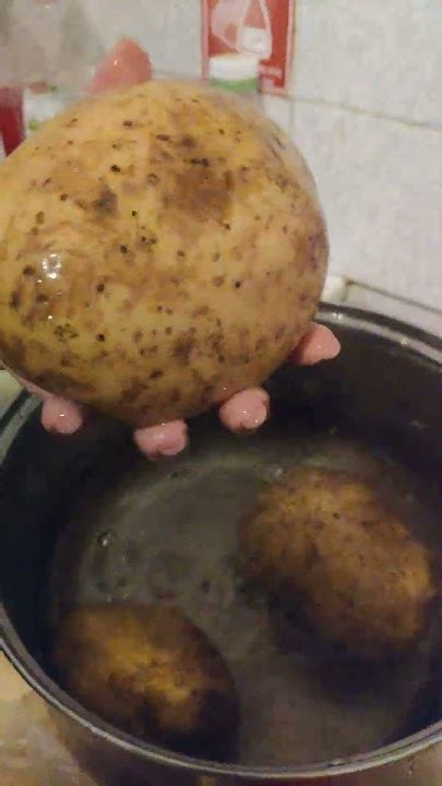 гигантский картофель из России - YouTube