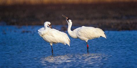 Tracking The Whooping Crane Migration 2023 Dates And Locations