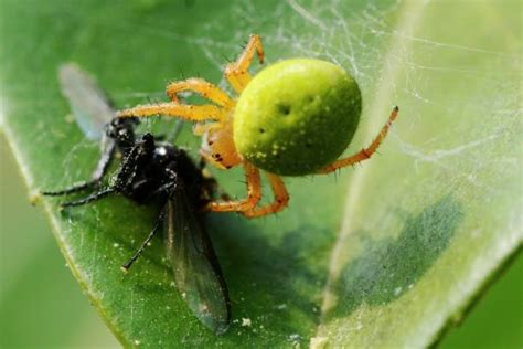 Aranha Pepino Verde É Venenosa - 100+ Aranha Pepino Verde fotos de stock, imagens e fotos royalty-free ...