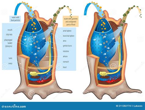 Coral Anatomy. Vector Diagram | CartoonDealer.com #36203292