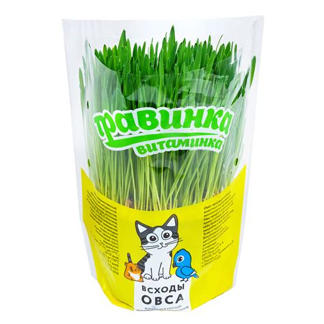 Лакомство для кошек Травинка-Витаминка Овес горшочек большой Цветная ...