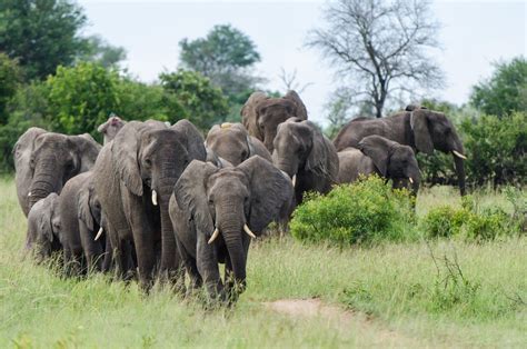 Jabulani Safari Lodge - Kruger Private Reserves - Kapama