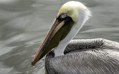 Pelican Bird Feathers - Free photo on Pixabay - Pixabay