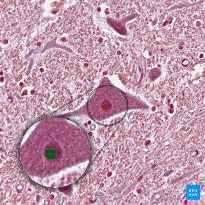 Nucleolus: definition, structure and function | Kenhub