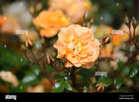 Rose Precious Amber Stock Photo - Alamy