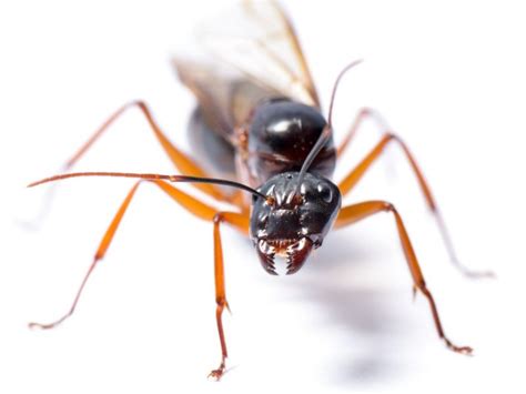 What Do Ants Hate The Most Proctor Pest Control