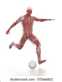 Anatomy Muscle Map Soccer Football Stock Illustration 375666832 ...