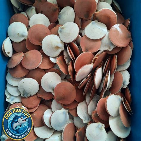 jual kerang simping scallop fresh segar kg gr shopee indonesia