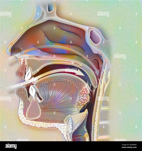 Airways Nasopharynx In The Snorer With The Nasal Cavity The