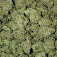 Kush Jeremy Porn Pics Nude Photos Pornhub