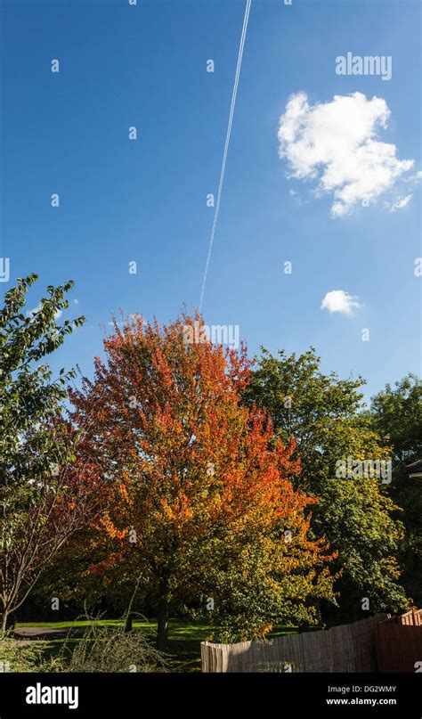 Colourful Autumn Trees London England Uk Stock Photo Alamy