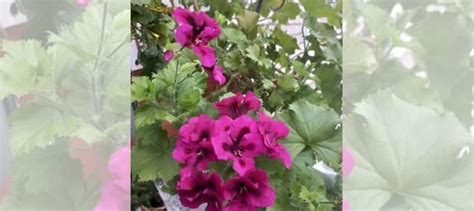 Королевская пеларгония купить во Владимире | Товары для дома и дачи | Авито