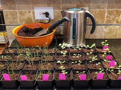 DIY Garden Ideas On A Budget | Kellogg Garden Organics™