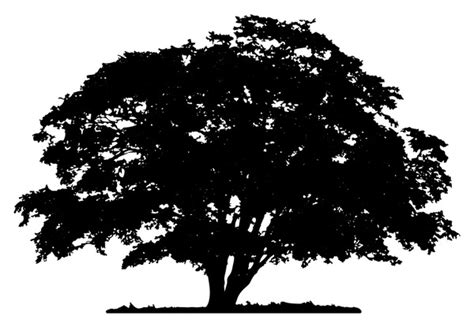 109,516 Oak Tree Silhouette Images, Stock Photos, 3D objects, & Vectors ...