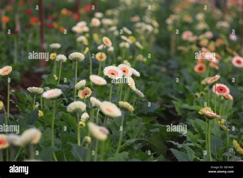 Gerberas In Greenhouse Hi Res Stock Photography And Images Alamy