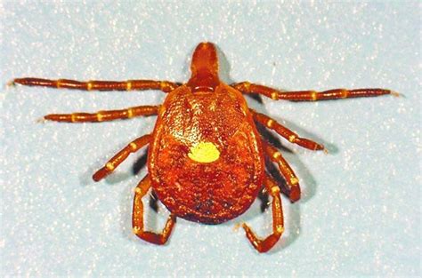 do turkey mites spread – THEKITCHENTODAY