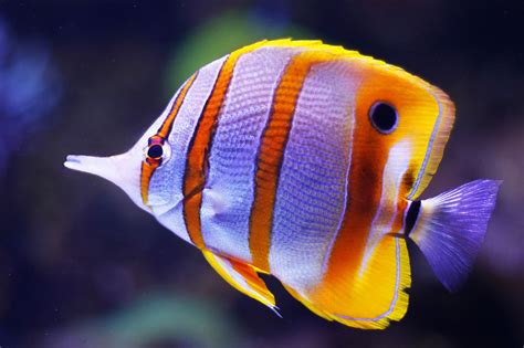 Colorful Tropical Fish
