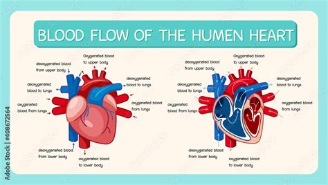 Blood flow of human heart diagram Stock Vector | Adobe Stock