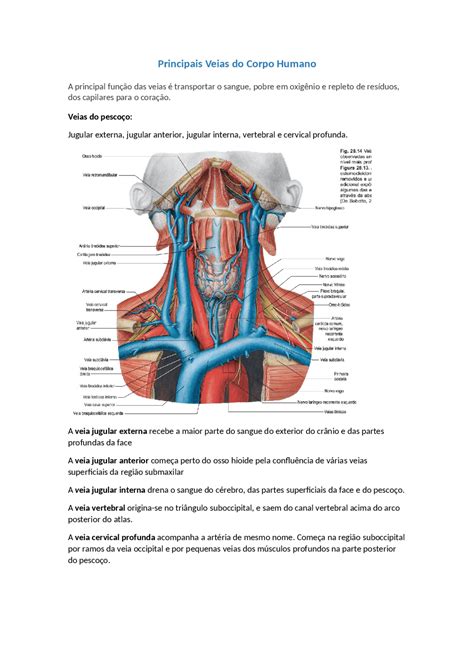 Quantas Veias Jugulares Temos No Corpo Humano - Principais veias e artérias do corpo humano - Docsity
