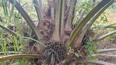 Harga TBS Kelapa Sawit Di Aceh Singkil Terus Merosot Tingkat Petani