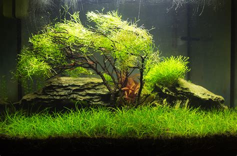 Элеохарис мини: содержание и размножение, использование, фото-обзор