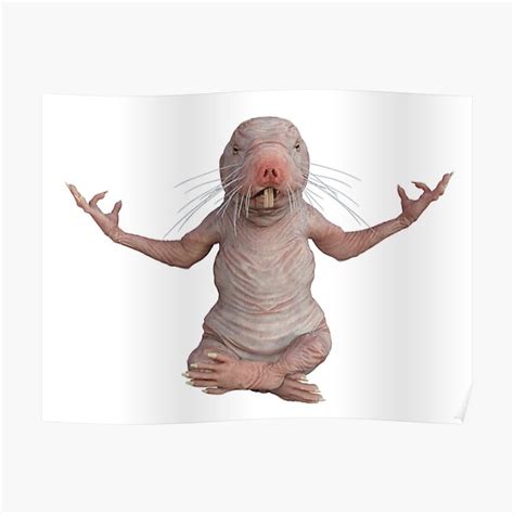 I Just Really Like Naked Moles Ok Funny Naked Mole Rat Poster For