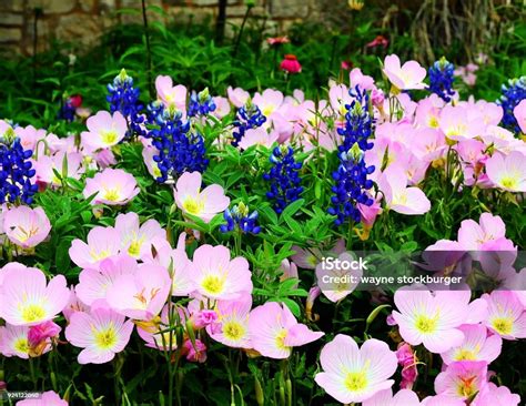 Bluebonnets And Primrose Stock Photo Download Image Now Bluebonnet