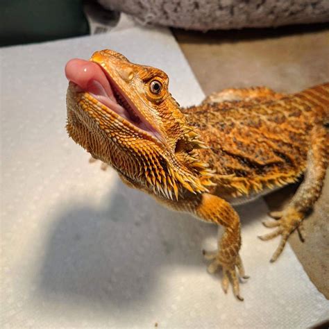 The Bearded Dragon Is The Coolest Reptile In The World | Bearded dragon