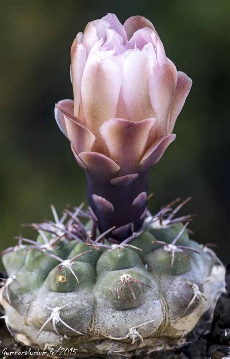 Gymnocalycium mucidum v. ferrarii - Gymnocalycium Galerie
