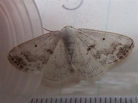 70280 Clouded Silver Lomographa Temerata Dumfries And Galloway Moths