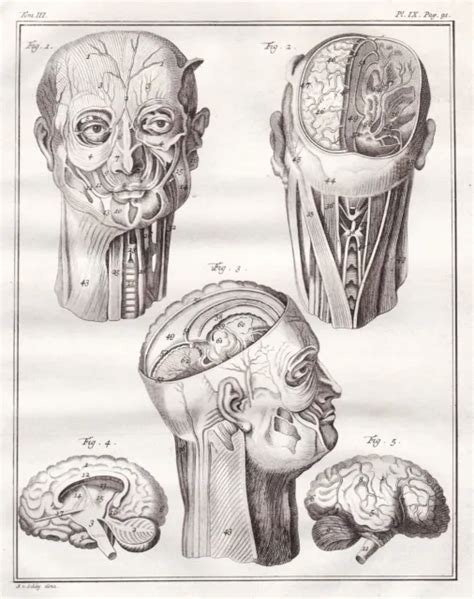 Testa Testa Anatomia Anatomia Medicina Incisione Incisione Su Rame