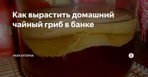 Как вырастить домашний чайный гриб в банке | Мой Хуторок | Дзен