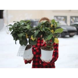 Купить лимонное дерево в Москве, заказать лимон с доставкой Москва и ...