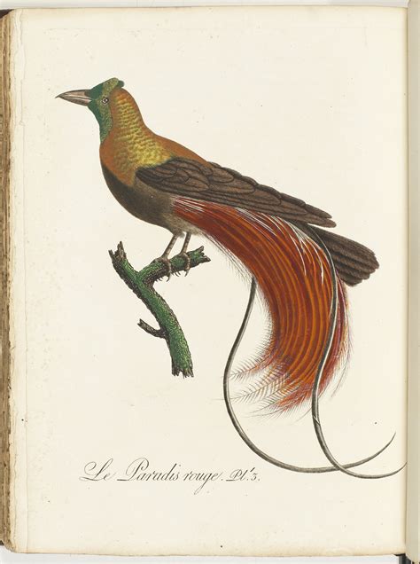 Birds of paradise | Papua New Guinea: forty years of independence