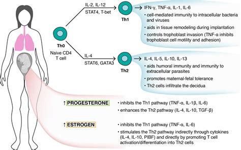 Role Of Hormones In The Pregnancy And Sex Specific Outcomes To Infections With Respiratory