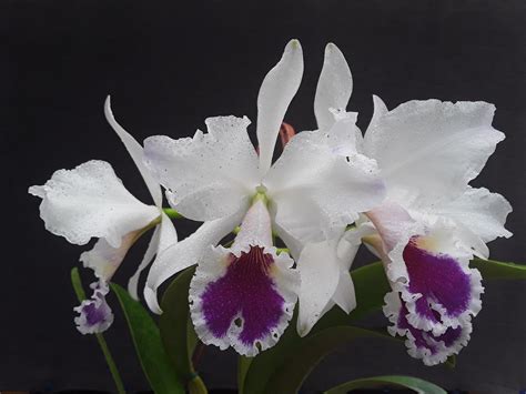 Cattleya Labiata Var Semialba Cooksoniae Manfred Walter Flickr