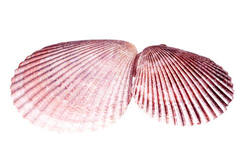 Mollusks Answer Packet 9