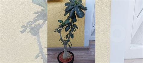 Адениум взрослый купить в Самаре | Товары для дома и дачи | Авито