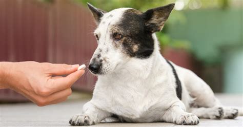 The 8 Best Calcium Supplements For Dogs