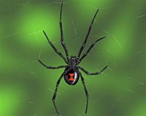 Black Widow Spider Amazing Facts You Won T Believe