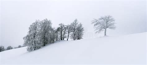 Landscape With Naked Roots Of Trees In Sandy Soil In Pine Forest Stock Photo Image Of Nature
