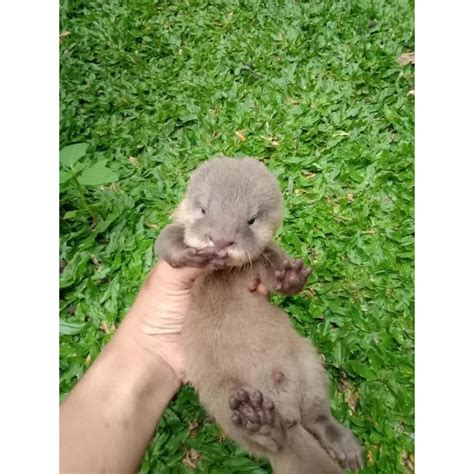 harga otter baby terbaru jun  biggo indonesia