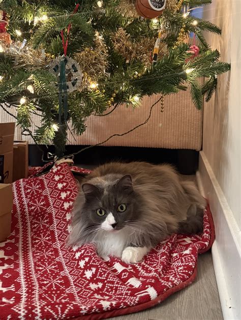 rex parker nyt crossword today 3