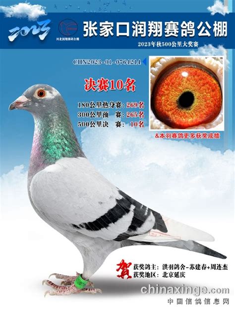 润翔公棚2023年500公里决赛奖鸽冠军 10名靓照 张家口怀来润翔赛鸽公棚 中信网各地公棚