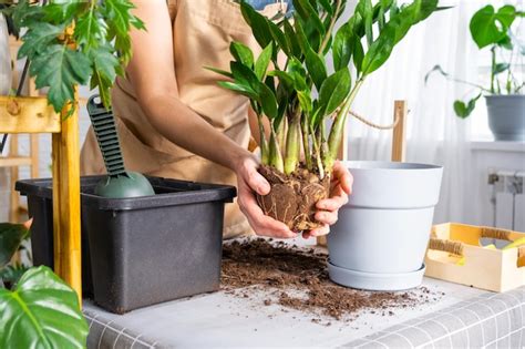 Trasplante De Plantas Caseras Cubiertas De Vegetaci N Suculenta