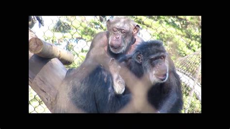 San Francisco Zoo Chimpanzees Cobby And Minnie Climbing Plus 12 23 19