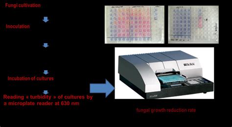 Principles Of Alamar Blue Assay Used For The Assessment Of Fungal Cell